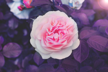 Pink Rose close up