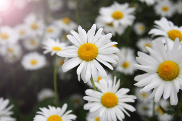 Fototapeta premium Field with daisy flowers