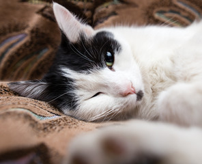 The cat is lying on the couch