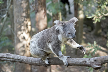 koala