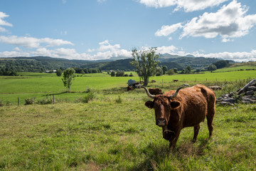 vache de race Salers dans un pré