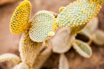 Opuntia microdasys cactus in botanical garden in Balchik, Bulgaria
