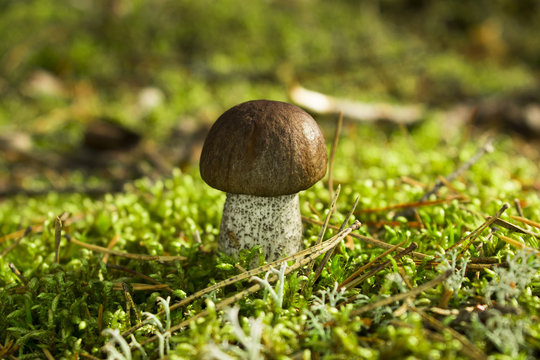 Small mushroom on a Sunny meadow