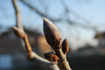 Kastanienknospem mit Raureif überzogen