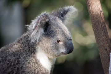 koala