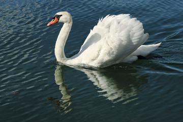 Swan at lake Lugano.