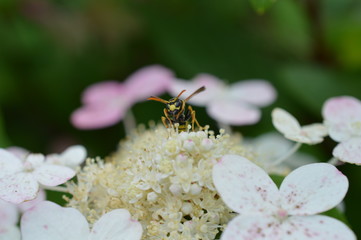 Hornisse auf einer Blüte