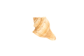 Conch in Isolated.