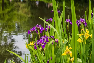 Gordijnen Yellow and purple iris on the water front © Hilda Weges
