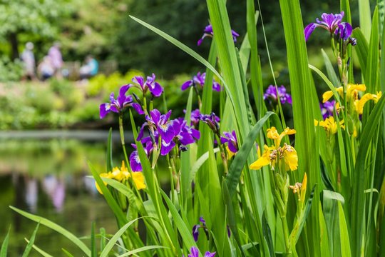 Yellow and purple iris on the water front