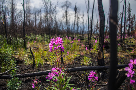 Growth amongst devastation