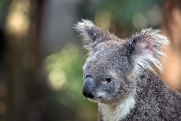 koala