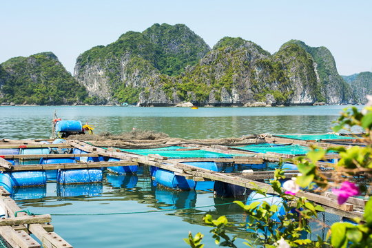 Fisherman village and fishpond near Cat ba island, Vietnam