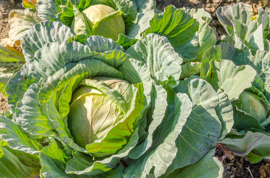 Selective focus of green cabbage in farm, home garden, organic food.