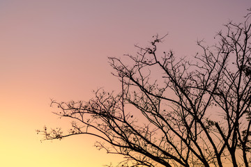 Silhouettes of Dead Tree without Leaves at sunset time