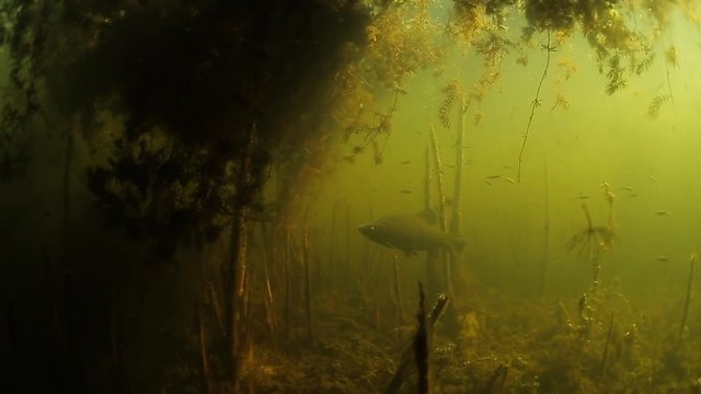 Underwater view of the pond with Tench fish (Tinca tinca) swimming around