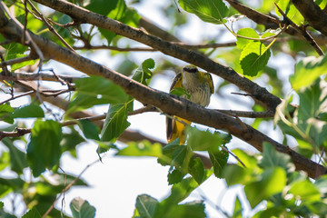 Young Eurasian Golden Oriole or Oriolus oriolus