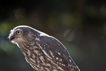barking owl