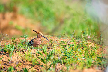 Common hoopoe or Upupa epops in steppe