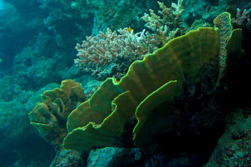 Fragment of colorful coral reef