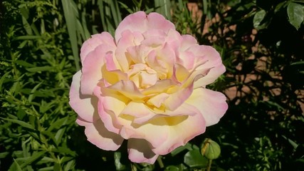 Weiss Gelb Rosa Rose Blühend