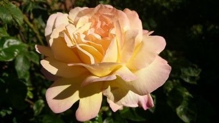 Gelb-Rose Rose blühend