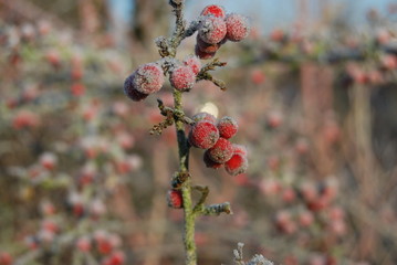 Rote Beeren mit Eiskristallen