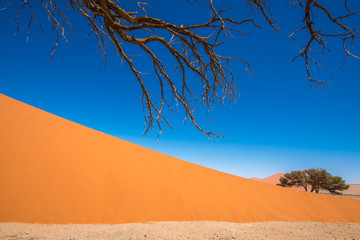 Dead Camelthorn Trees and red dunes in Sossusvlei, Namib-Naukluft National Park, Namibia