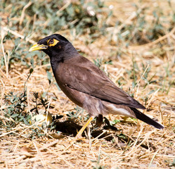 Indian starling in the open air