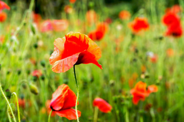 Red poppies in a field in the springtime