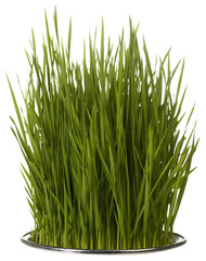 Grass