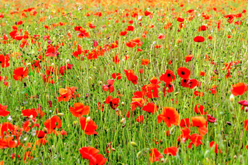 Red poppies in a field in the springtime