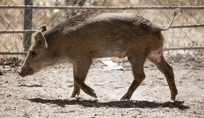 Fototapeta premium Wild boar in the zoo