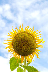 Sunflower on shiny clear sky