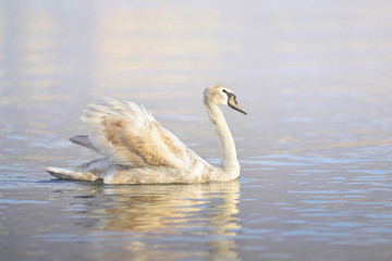 Swan at lake Lugano.