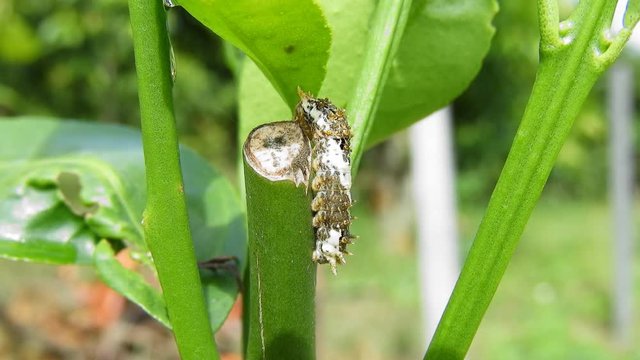 Clos up the caterpillars on tree