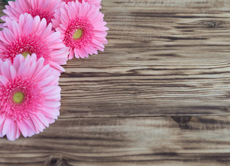 beautiful pink flowers