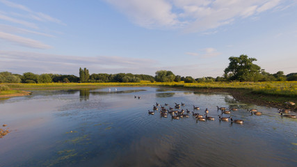 Wildlife swimming in a lake out in the countryside, with a blue sky