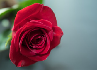 Fototapeta premium red rose on a dark background