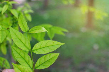 Fototapeta na wymiar Green leaf on blur background