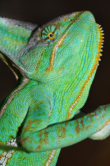 Chameleon on a tree