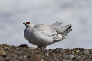 Rock Ptarmigan (Lagopus Muta) showing spring colours near Baker Lake, Nunavut