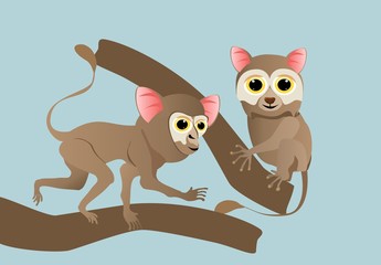 Two tarsiers on tree branch