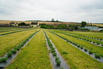 Fototapeta na wymiar Lavender fields in the summertime