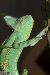 Chameleon on a tree