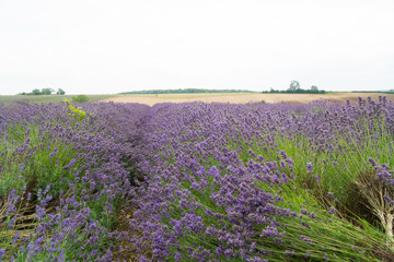 Fototapeta premium Lavender fields in the summertime