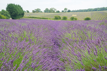 Naklejka na ściany i meble Lavender fields in the summertime