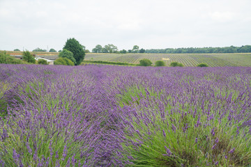 Obraz na płótnie Canvas Lavender fields in the summertime