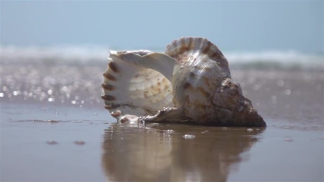 High quality video of shells by the ocean in real 1080p slow motion 250fps