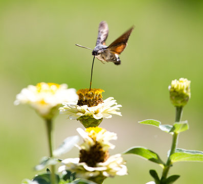 Butterfly In Flight Gathers Nectar From Flowers